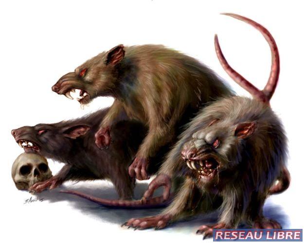 rats.jpg